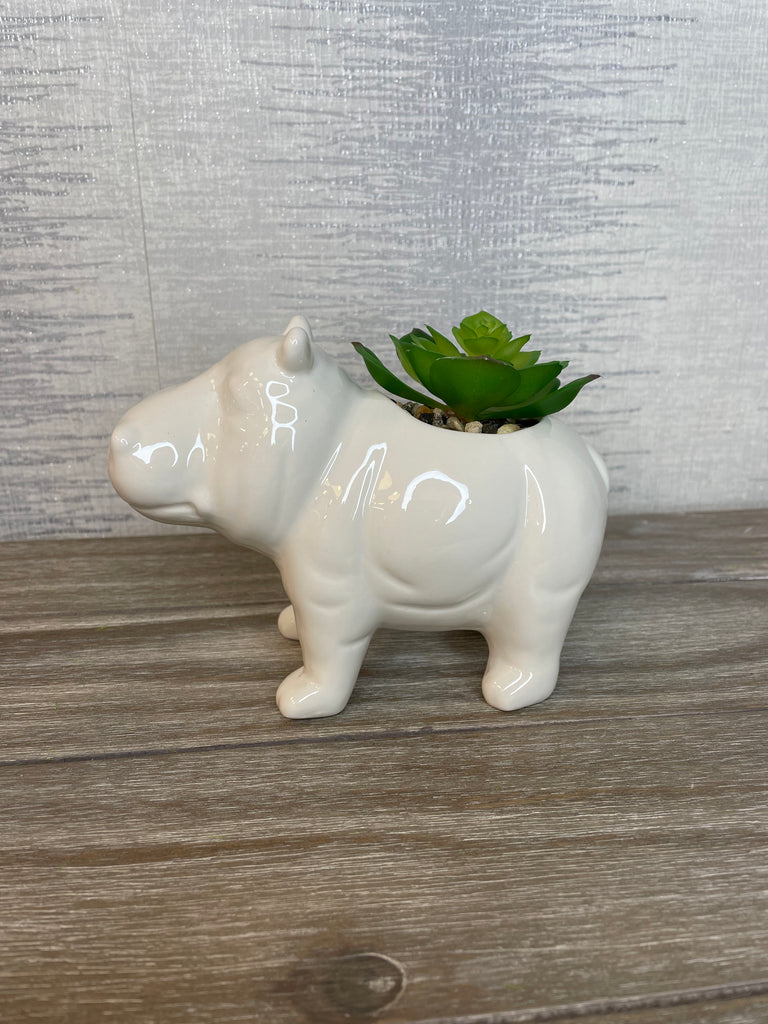 Succulent In Hippo Pot 11.5cm