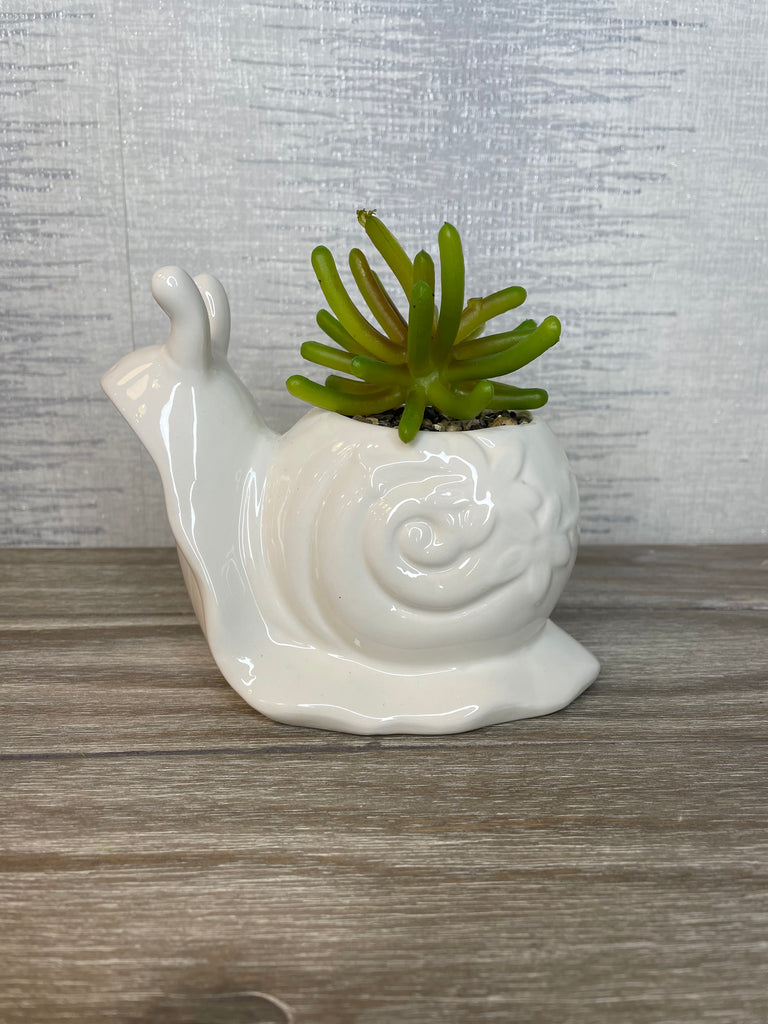 Succulent In Snail Pot 12cm