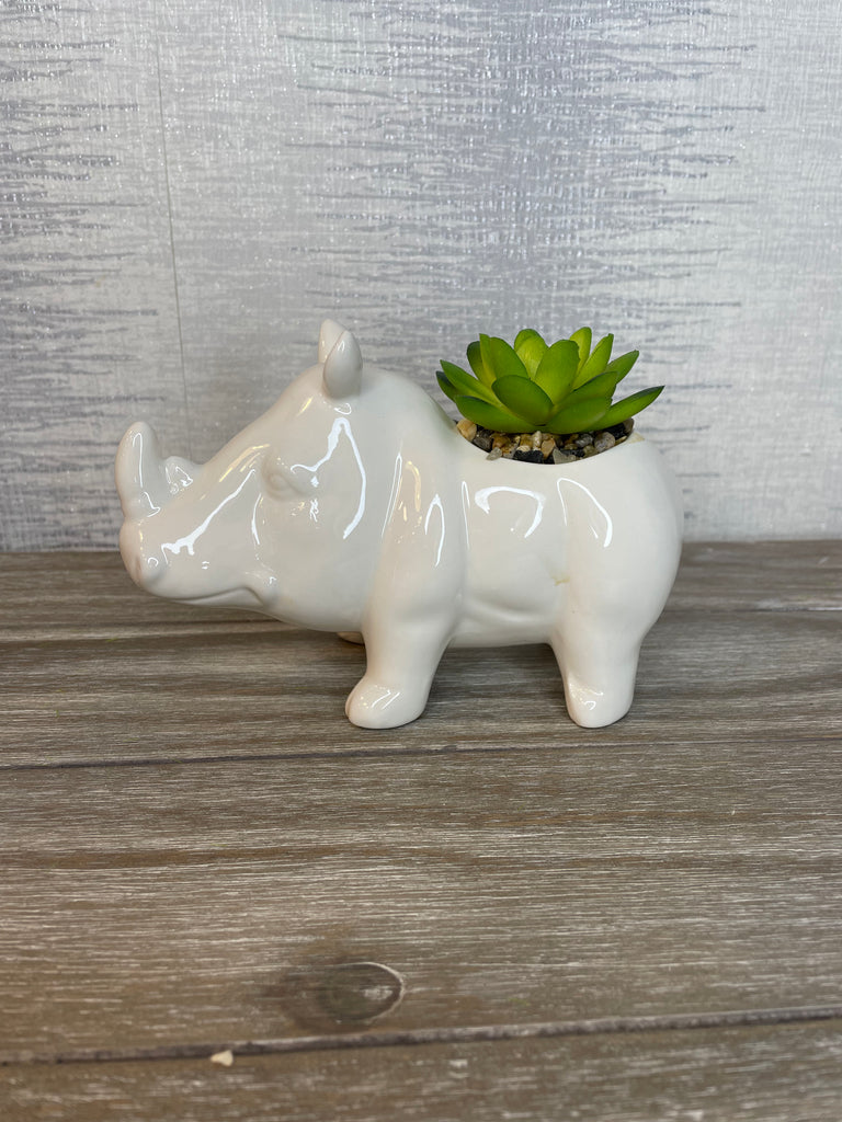 Succulent In Rhino Pot 11cm